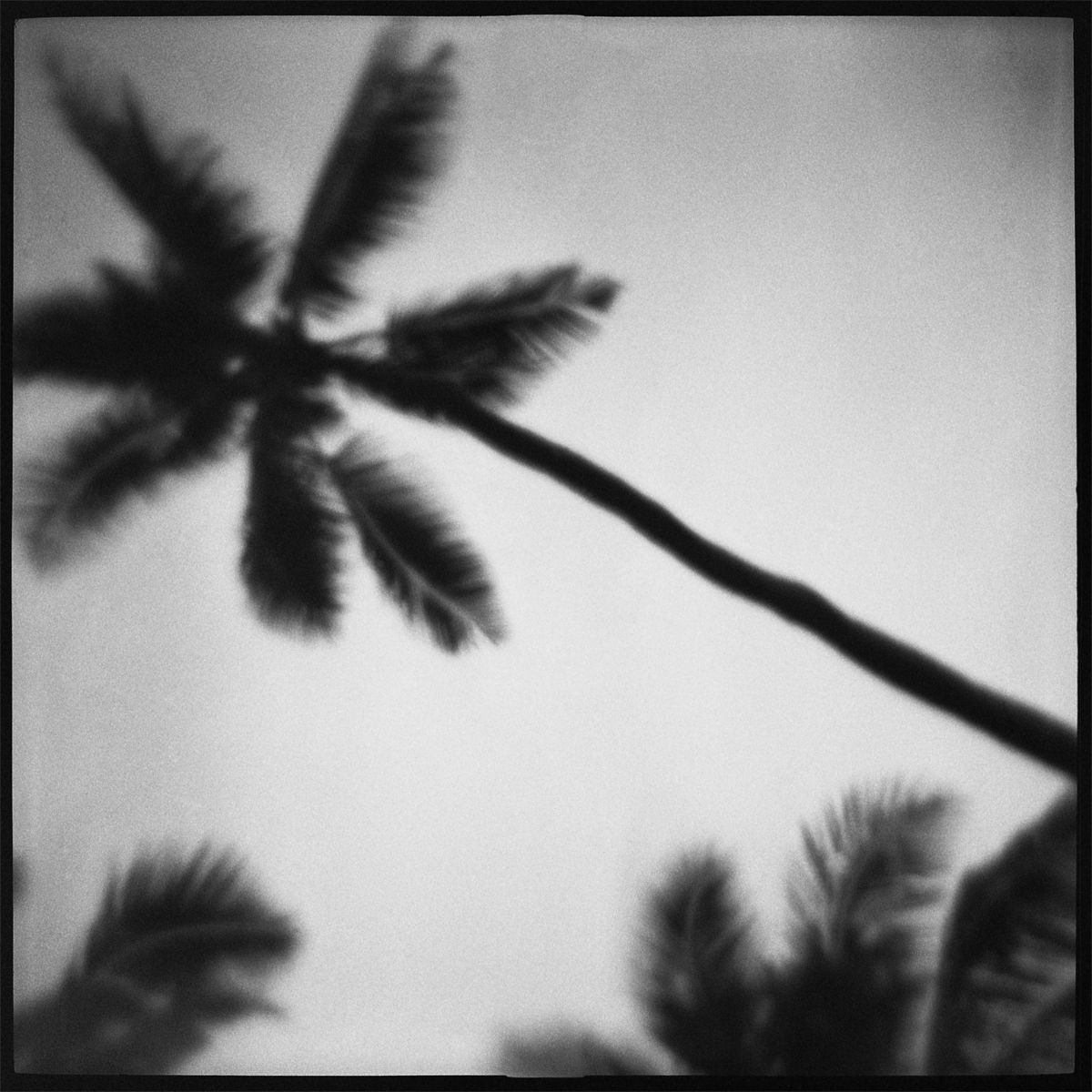 ToyCamera-DanielGrant-SandPeople-palms